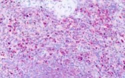 Histamine H1R Antibody, Novus Biologicals 50 &mu;g; Unconjugated:Antibodies,